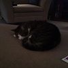 dmwalsh62